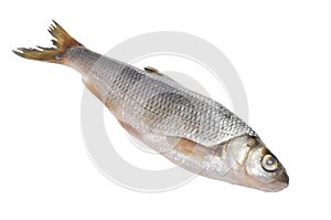 Dace Fish Isolated on White Background