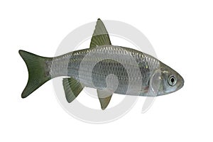 Dace, Leuciscus Leuciscus