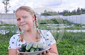 At the dacha, a girl holds fresh green cucumbers in her hands.