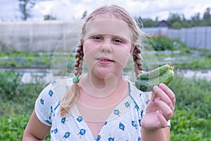 At the dacha, a girl holds fresh green cucumbers in her hands.