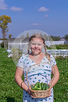 At the dacha, a girl holds fresh green cucumbers in her hands.