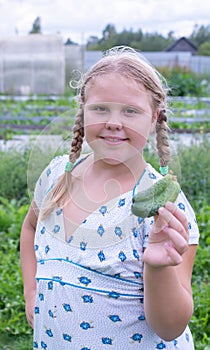 At the dacha, a girl holds fresh green cucumbers in her hands.