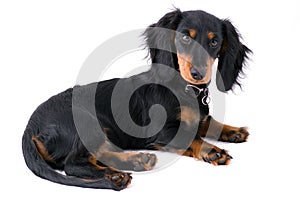 Dachshound puppy lying