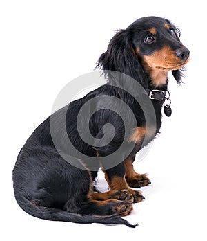 Dachshound puppy sitting