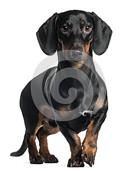 Dachshund, 1 year old, standing