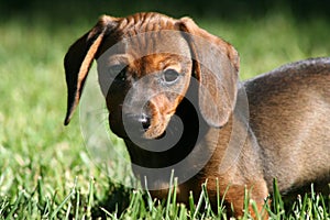 Dachshund