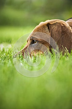 Dachshund