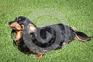 Dachshund