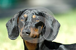 Dachshund