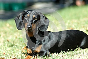 Dachshund