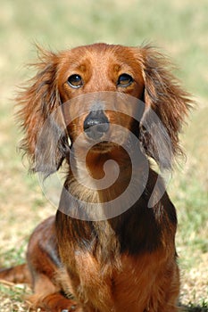 Dachshund