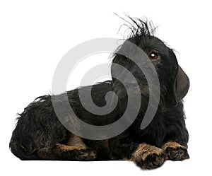 Dachshund, 2 years old, lying in front of white background
