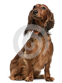 Dachshund, 2 years old, sitting