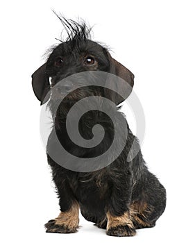 Dachshund, 2 years old, sitting in front of white background