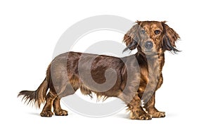 Dachshund