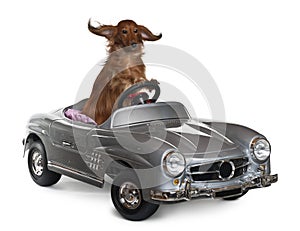 Dachshund, 3 years old, driving convertible