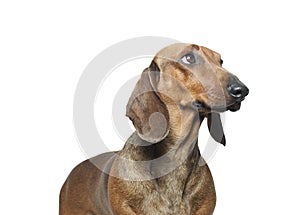 Dachshund