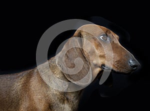 Dachshund