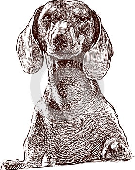 dachshund