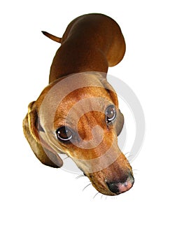 Dachshund