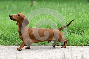 Dachshund