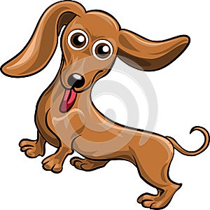 Dachshund