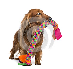 Dachshund, 4 years old, holding a dog toy in its mouth