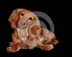 Dachshund