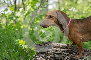 Dachshund