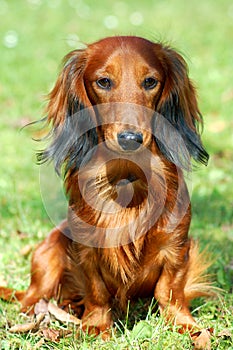 Dachshund