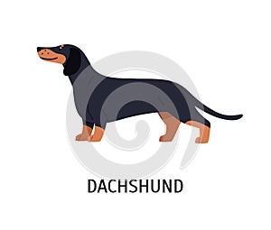 Dachshund. Adorable hunting dog or scenthound with short-haired coat isolated on white background. Gorgeous purebred