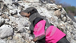 Dachshund alpinist goes down from steep cliff on sunny day