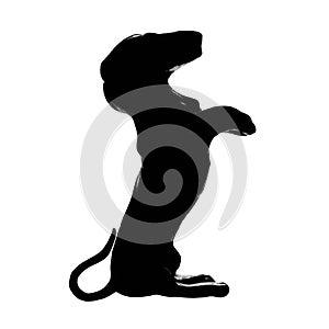 Dachshund badger dog breed, isolated pedigree silhouette vertical illustration, large detailed black macro closeup, kennel club