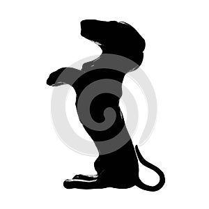 Dachshund badger dog breed, isolated pedigree silhouette, vertical illustration, large detailed black macro closeup, kennel club