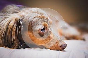 Dachshund on Bed, Cute Dog, Weiner Dog