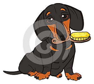 Dachshund with brach