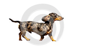 The dachshund is a breed of canids characterized by the height proportionally less than the length. It is a hunting. photo