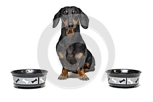 Dachshund breed dog, black and tan, waiting to have his bowl filled food isolated on white background