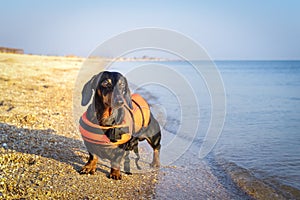 Dachshund breed dog, black and tan, wearing orange life jacket while standing on beach at sea against the blue sky