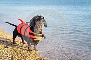 Dachshund breed dog, black and tan, wearing orange life jacket while standing on beach at sea against the blue sky