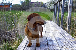 Dachshund breed dog stands on a bridge over a stream