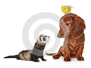 Dachshund, budgerigar and freet