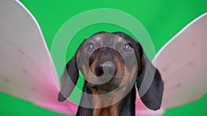 Dachshund with butterfly wings attached to its back against a green chromakey background, looking directly at the camera