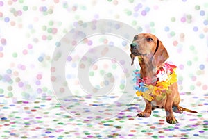 Dachshund at Carnival party