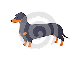 Dachshund cartoon character in vector. Cute purebred wiener dog with long body and short legs isolated on white background