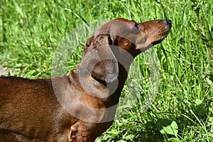 Dachshund close-up sideways. A funny brown dog walks in the park outdoors. Walking purebred dogs in summer on a sunny day