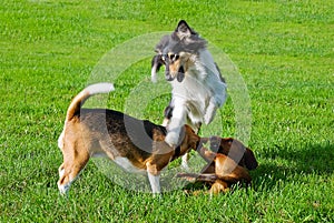 Dachshund, collie, beagle playing outdoors