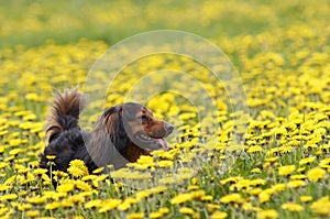 Dachshund on the dandelions meadow
