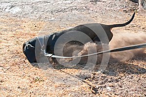 Dachshund digging hole in summer