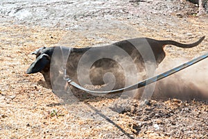 Dachshund digging hole in summer